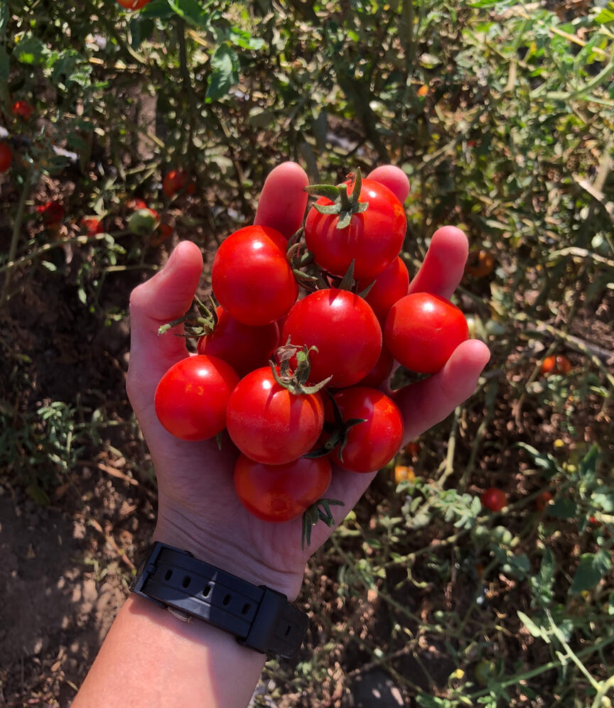 Faucibus nisl tincidunt